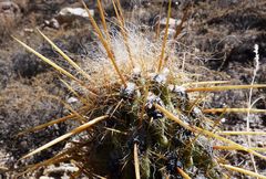 Oreocereus leucotrichus