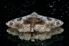 Araeopteron proleuca