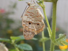 Anartia jatrophae