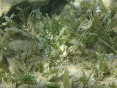 Image of Halophila stipulacea