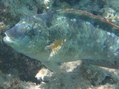 Calotomus viridescens