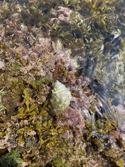 Stramonita haemastoma