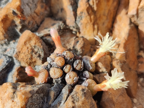Image of Conophytum truncatum by (c) Andrew Childs, some rights reserved (CC BY)