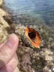 Stramonita haemastoma
