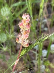 Plectritis ciliosa