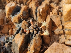Conophytum truncatum