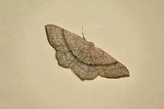 Cyclophora suppunctaria