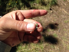 Hyla wrightorum