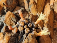 Conophytum truncatum