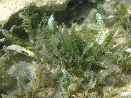 Image of Halophila stipulacea by (c) Christian Berg, some rights reserved (CC BY)