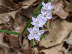 Claytonia virginica