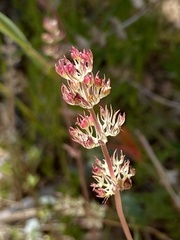 Plectritis ciliosa