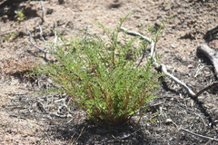 Astragalus douglasii