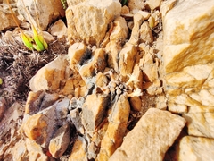 Conophytum truncatum