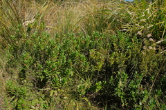 Veronica treadwellii
