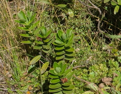 Veronica treadwellii