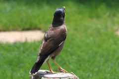 Acridotheres tristis