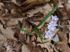 Claytonia virginica