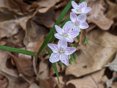 Claytonia virginica