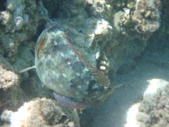 Calotomus viridescens