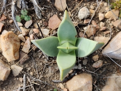Machairophyllum bijliae