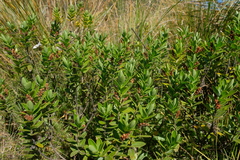 Veronica treadwellii