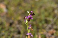 Ophrys bertolonii flavicans