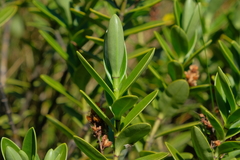 Veronica treadwellii