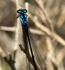 Zoniagrion exclamationis