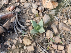 Machairophyllum bijliae