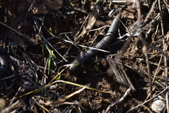 Acanthoiulus fuscipes