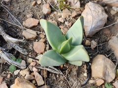 Machairophyllum bijliae