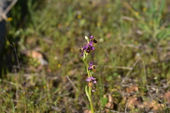 Ophrys bertolonii flavicans