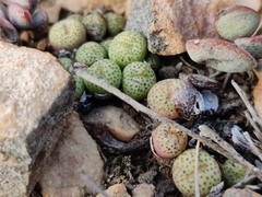 Conophytum truncatum