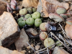 Conophytum truncatum