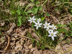 Ornithogalum umbellatum