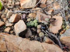 Conophytum truncatum