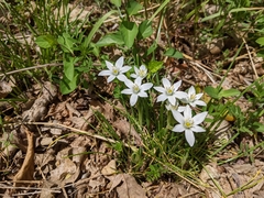 Ornithogalum umbellatum