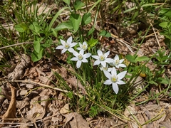 Ornithogalum umbellatum
