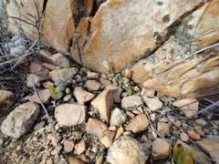 Conophytum truncatum