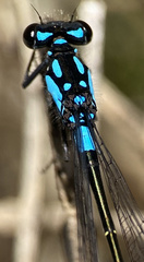 Zoniagrion exclamationis