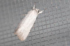 Catabena lineolata