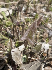Hasteola suaveolens