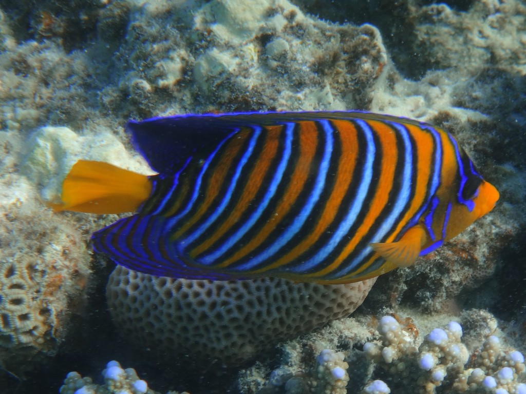 Regal angelfish