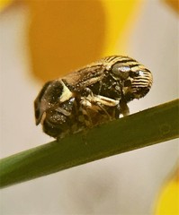 Clastoptera lineatocollis