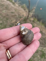 Heterogen japonica