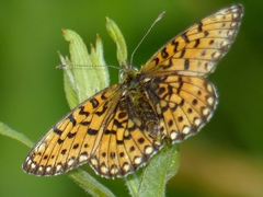 Boloria selene