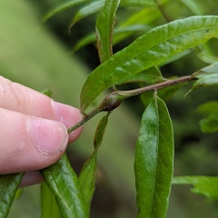 Zapatella quercusphellos