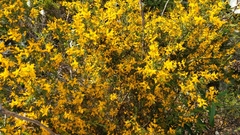 Genista triacanthos