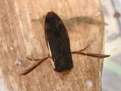 Hesperocorixa sahlbergi